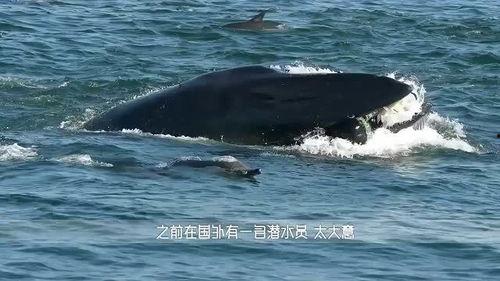 50或两只鲸鱼在沙滩上相遇,50只鲸鱼的壮观相遇”